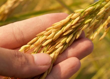 Explore the Best Agriculture Online Courses: Compare Your Options