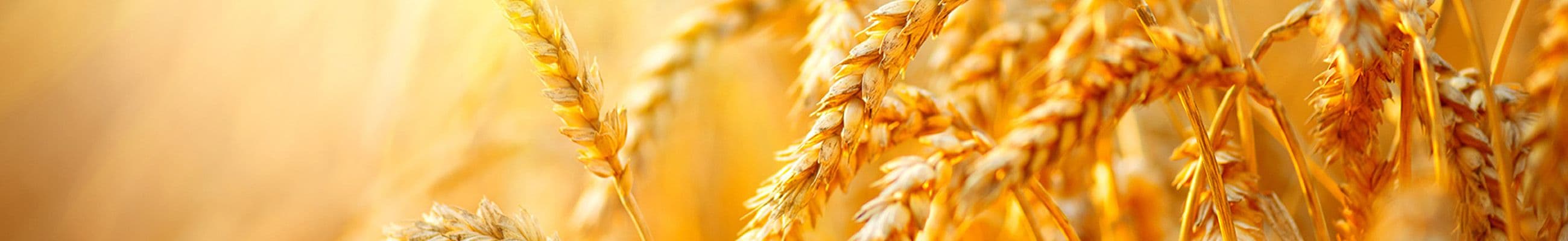 Environmental Management & Agriculture Courses in Dubai (Classroom)